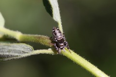 Metaphidippus