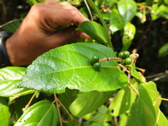 Grewia umbellifera