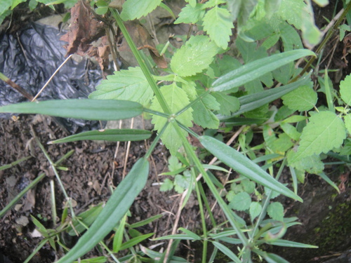 Rubia alata observed 2012-09-03