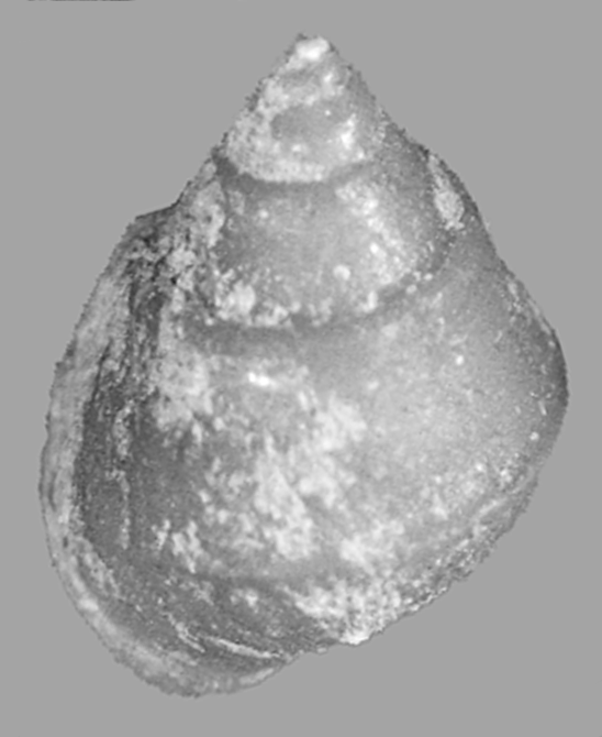 Cuatro Cienegas Pyrg