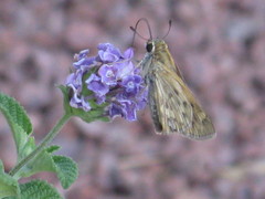 Hesperiidae