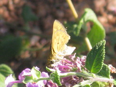 Hesperiidae