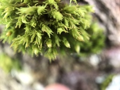 Orthotrichum stramineum