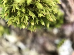 Orthotrichum stramineum