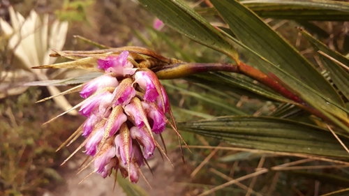 Image of Elleanthus maculatus by no rights reserved