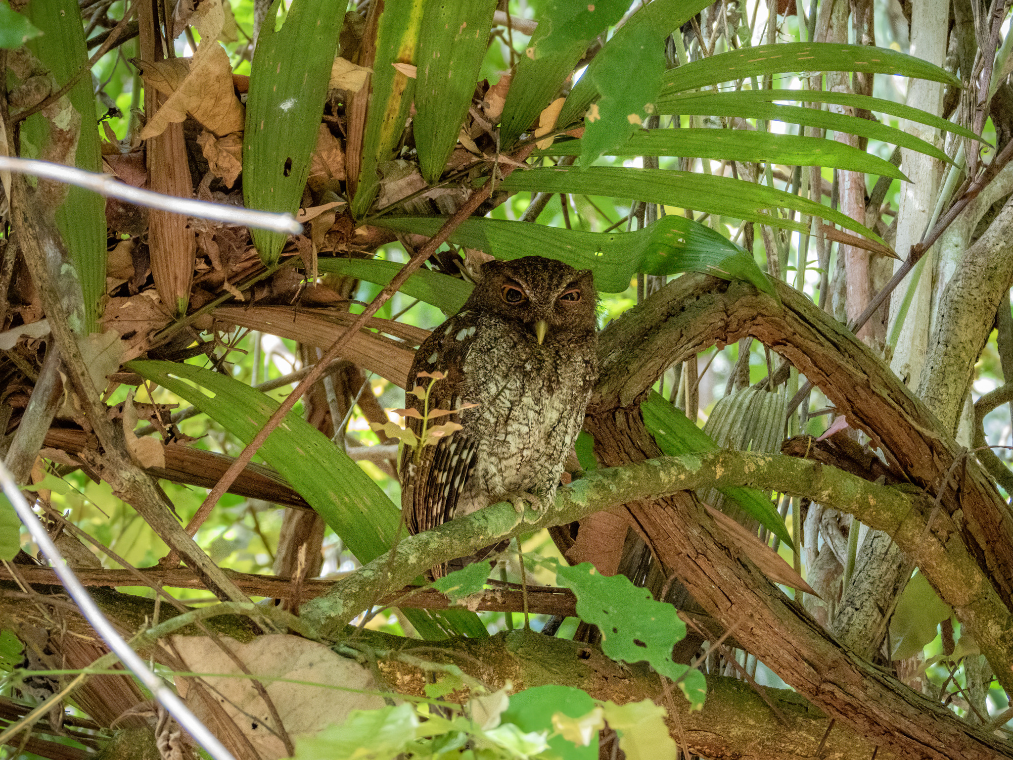 Choco Screech Owl (Megascops centralis), photo 7