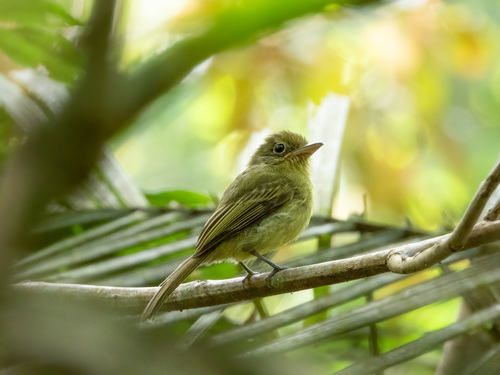 Western Olivaceous Flatbill (Rhynchocyclus aequinoctialis), photo 4