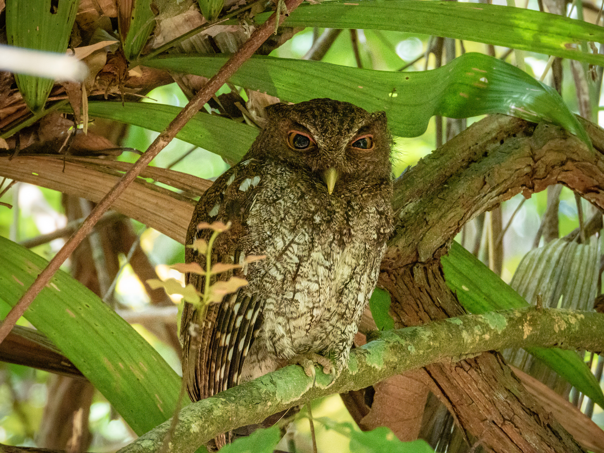 Choco Screech Owl (Megascops centralis), photo 6