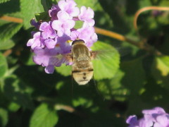 Bombyliidae