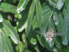 Bombyliidae