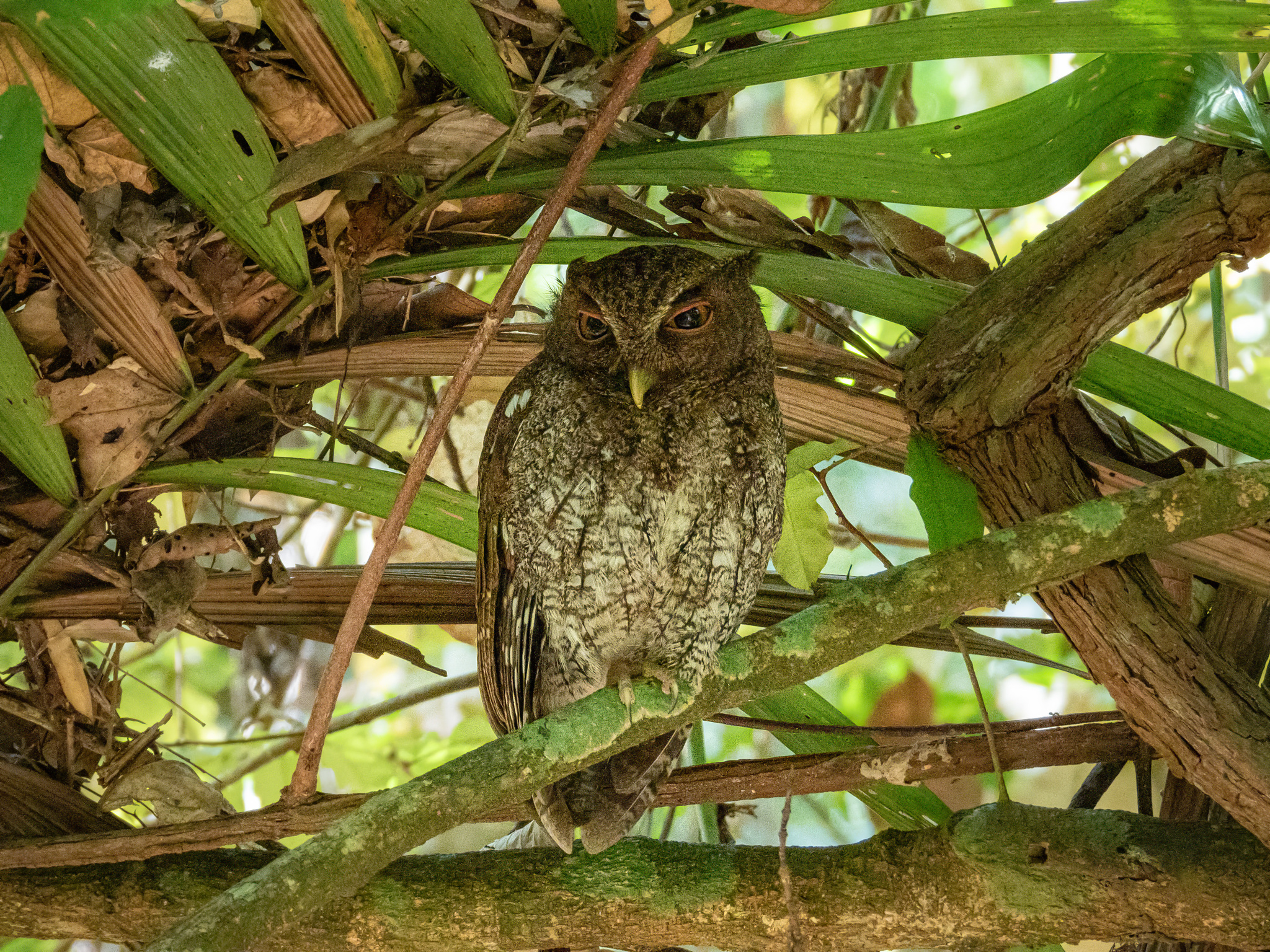 Choco Screech Owl (Megascops centralis), photo 5