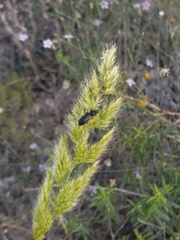 Coleoptera