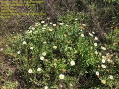 Aphanostephus skirrhobasis thalassius
