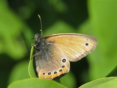 Coenonympha leander
