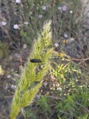 Coleoptera