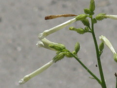 Angiospermae