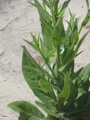 Angiospermae
