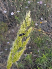 Coleoptera