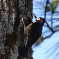 Melanerpes portoricensis