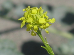 Angiospermae