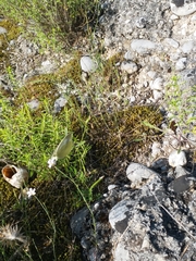 Pieridae