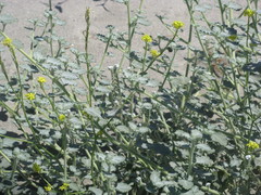 Angiospermae