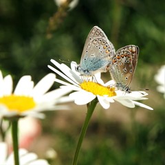 Polyommatus icarus