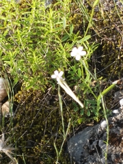 Pieridae