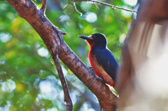Melanerpes portoricensis