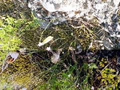 Pieridae