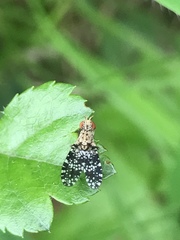 Trypetoptera punctulata