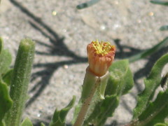 Angiospermae