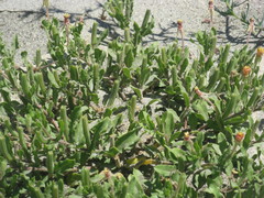Angiospermae
