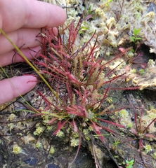 Drosera × hybrida, photograph jamie bee, CC BY, iNaturalist via GBIF