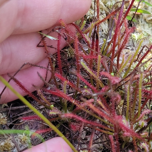 Drosera × hybrida, photograph 5