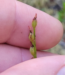 Drosera × hybrida, photograph jamie bee, CC BY, iNaturalist via GBIF