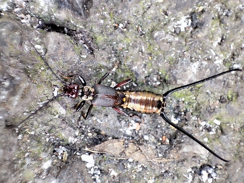 Eudohrnia metallica