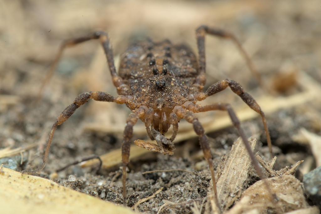 Homalenotus coriaceus