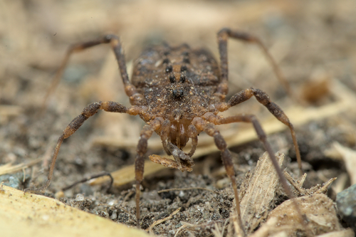 Homalenotus coriaceus