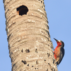Melanerpes portoricensis