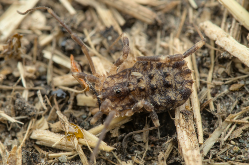 Homalenotus coriaceus