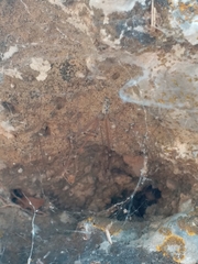 Pholcidae