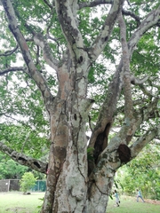 Hymenaea courbaril