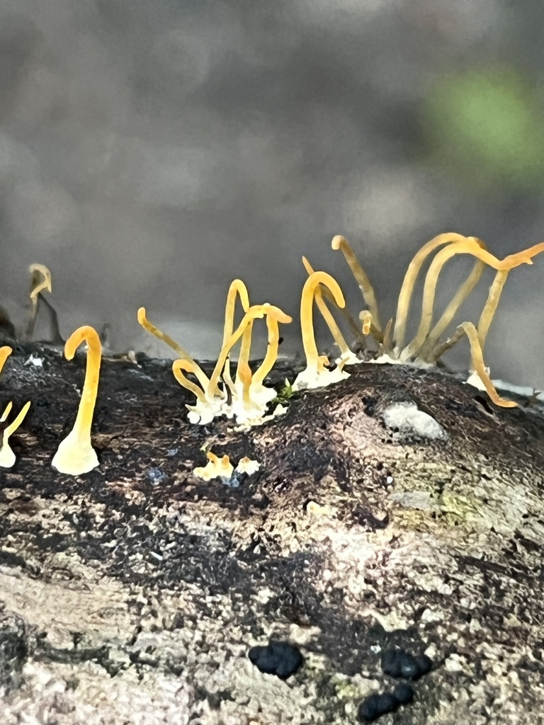 Calocera sp. 'OH01'
