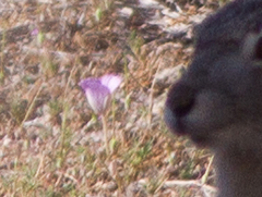 Calochortus striatus