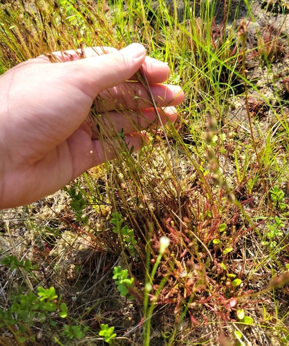 Drosera hybrida