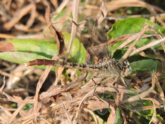 Arigomphus