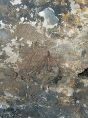 Pholcidae