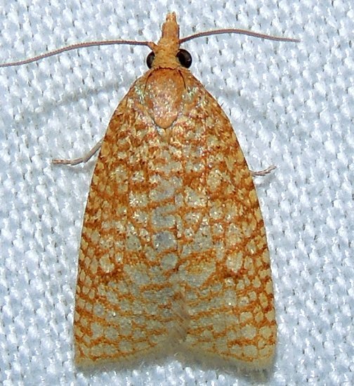 Netted Sparganothis Moth