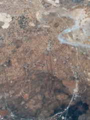 Pholcidae